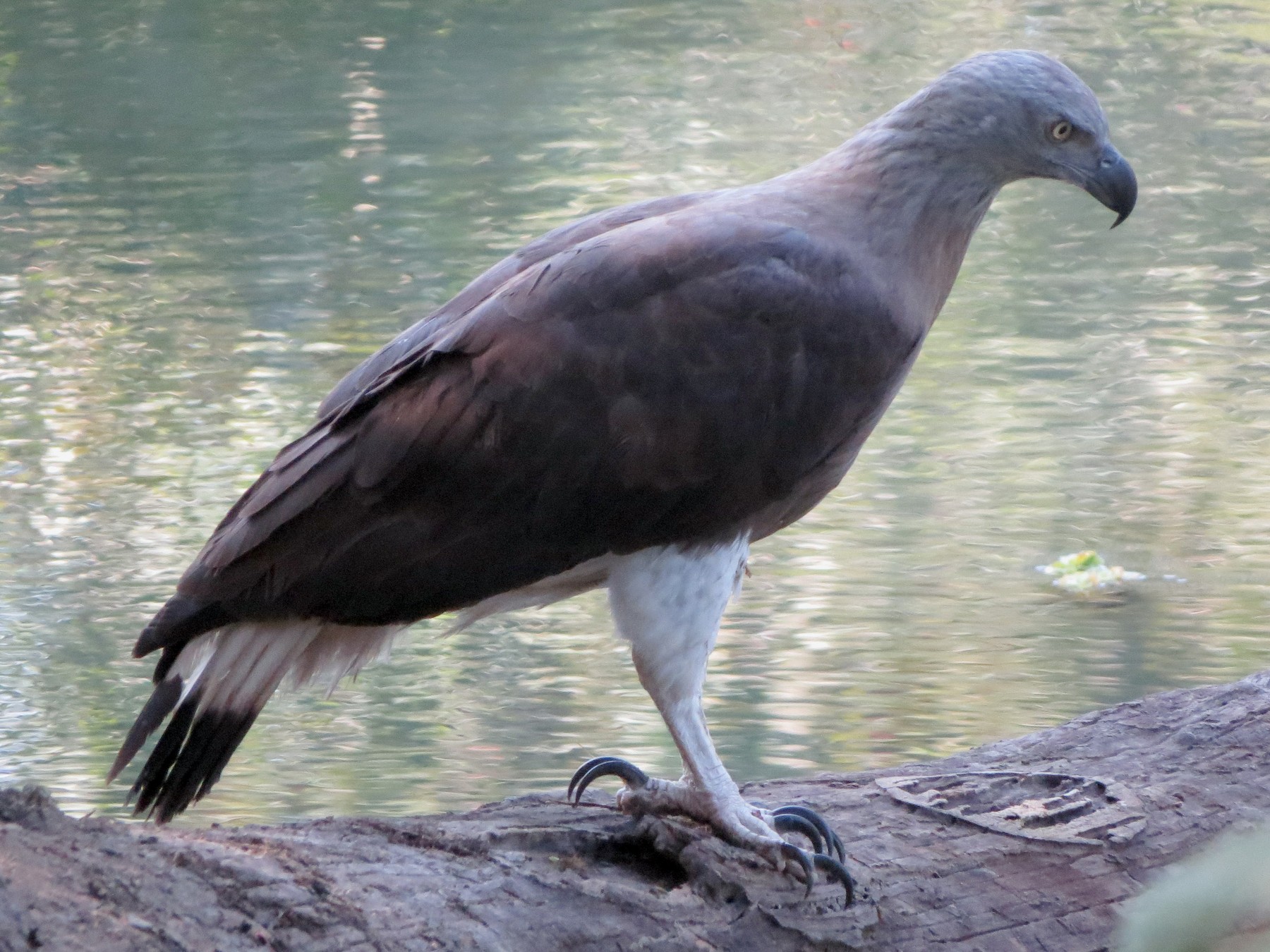 Gray-headed Fish-Eagle - Billi Krochuk