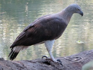  - Gray-headed Fish-Eagle