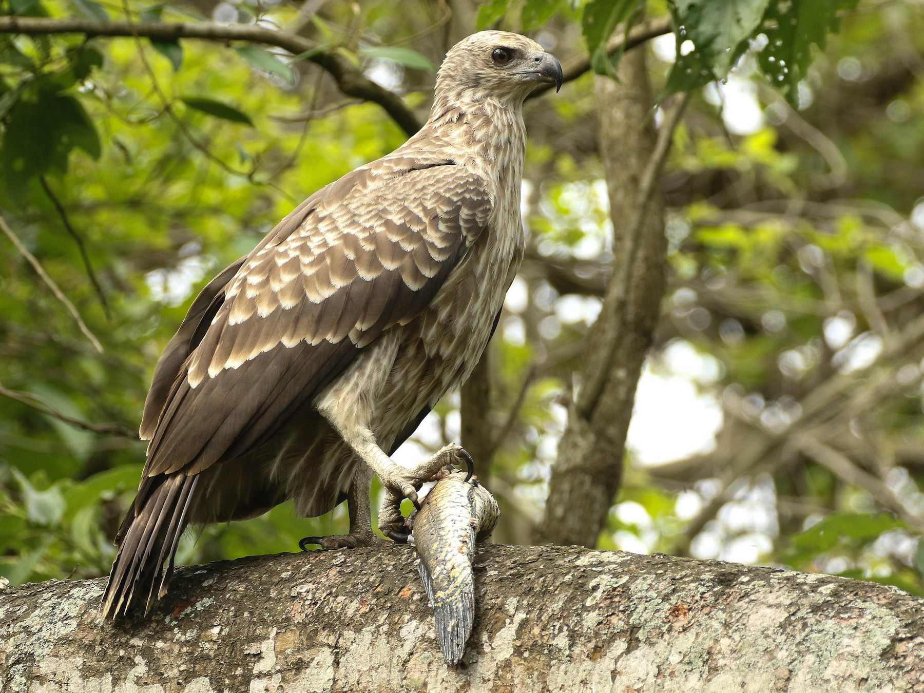 Gray-headed Fish-Eagle - Nayana Amin