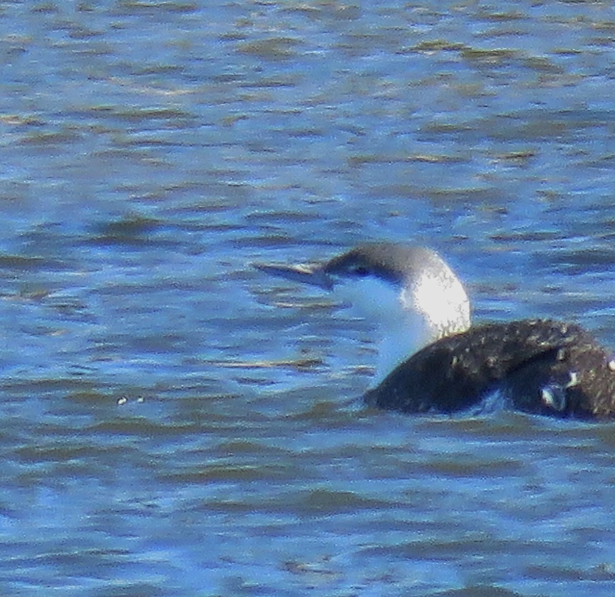 Red-throated Loon - ML145685401
