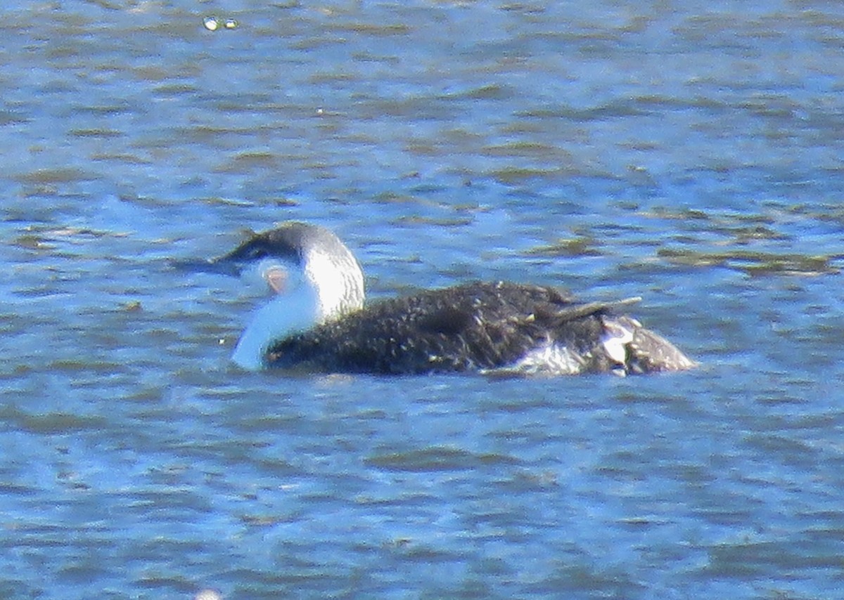 Red-throated Loon - Michael Long