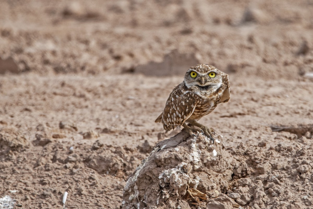 Burrowing Owl - Andrew Simon