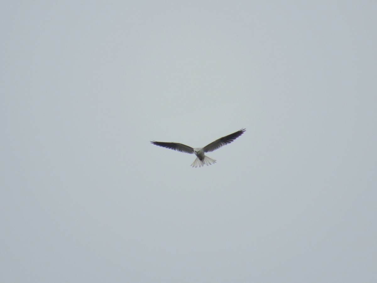 White-tailed Kite - ML145688361