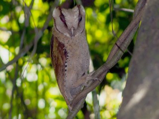  - Sri Lanka Bay-Owl