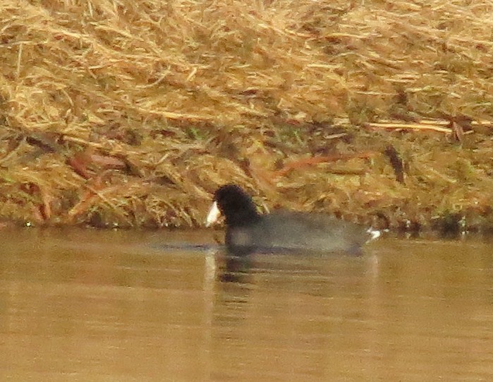 American Coot (Red-shielded) - Don Gorney