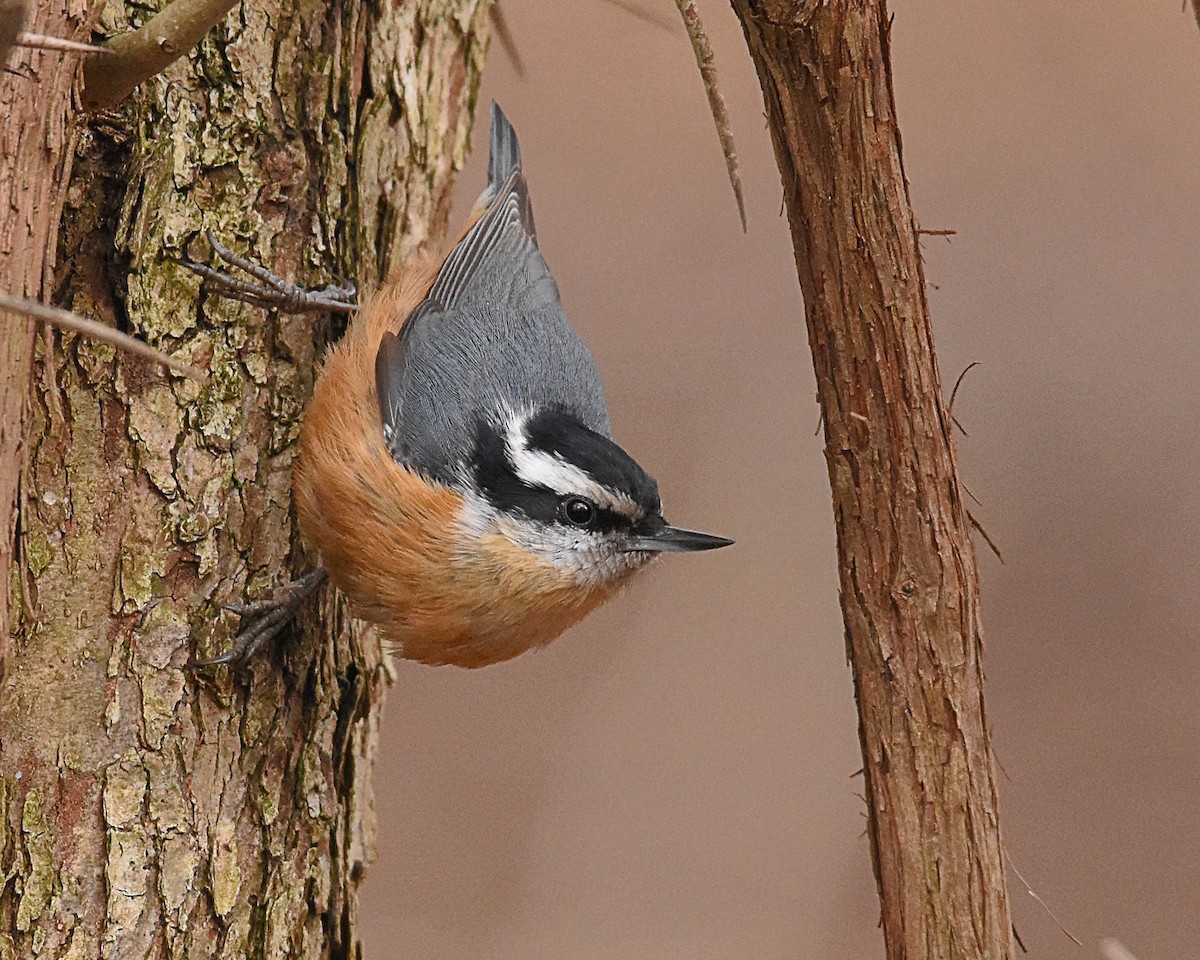 Red-breasted Nuthatch - Brian Hicks