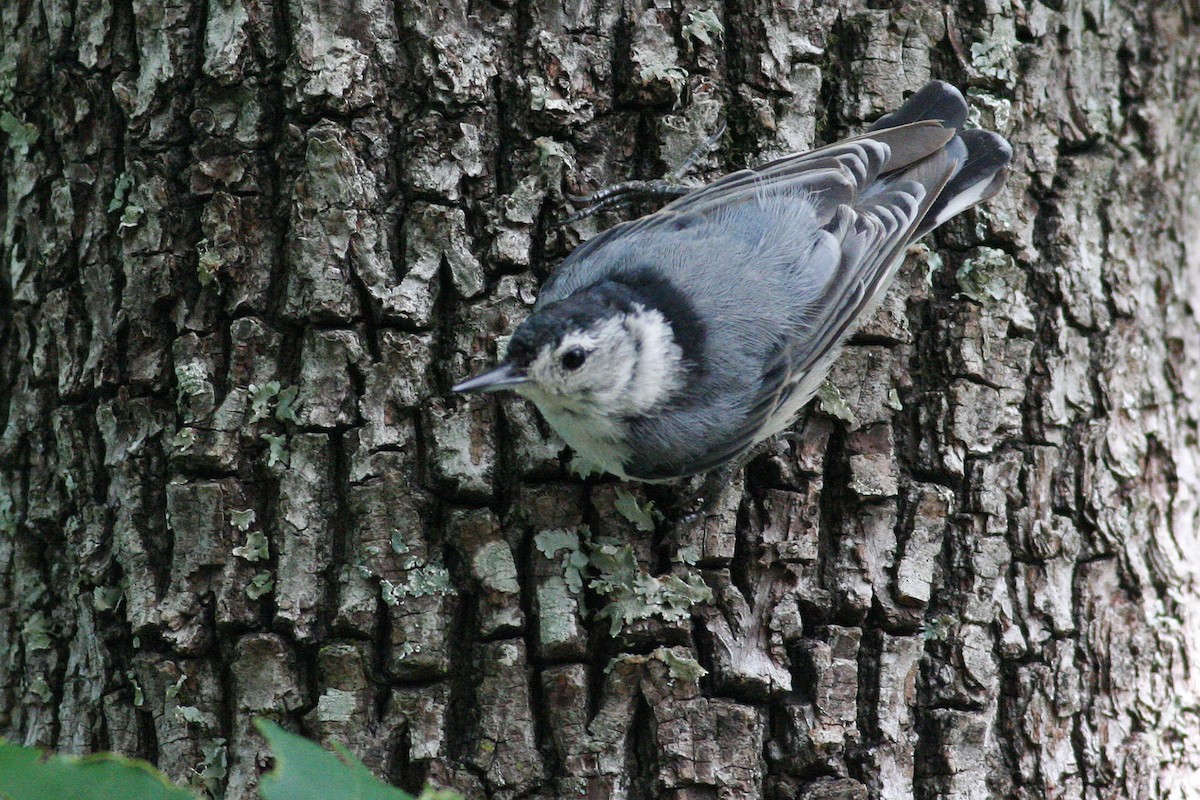 White-breasted Nuthatch - Carly Wainwright