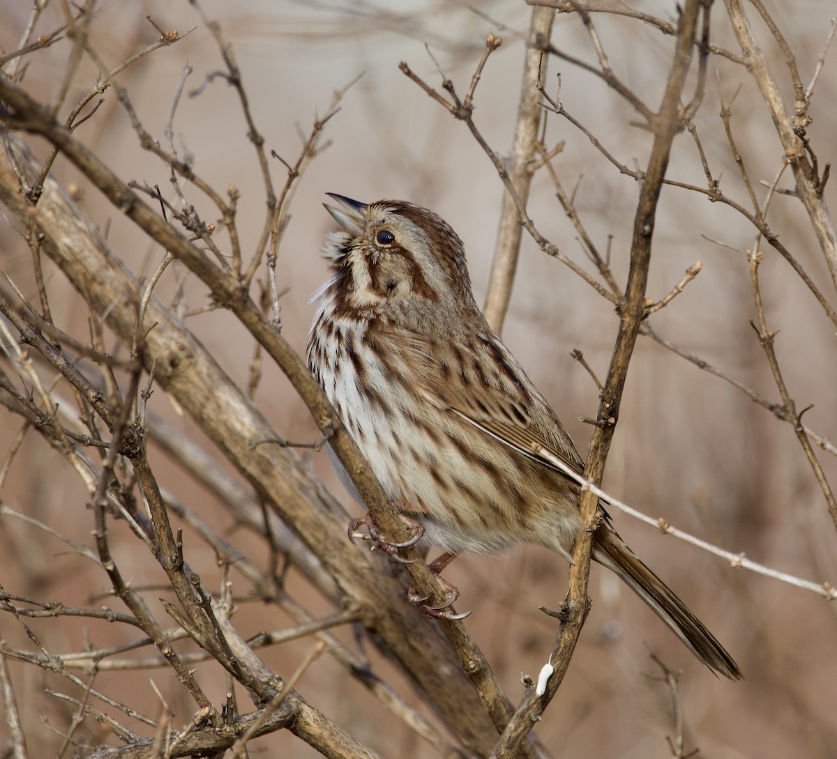 Song Sparrow - Matthew Husson