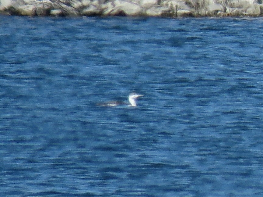 Red-throated Loon - ML145699571