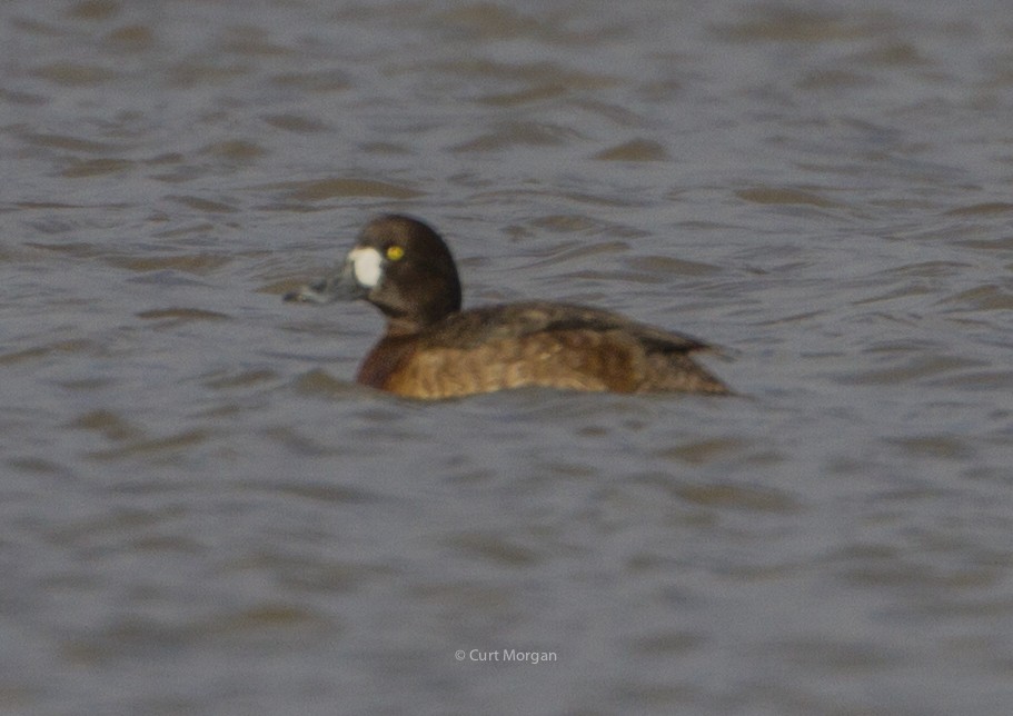 Greater Scaup - ML145700141