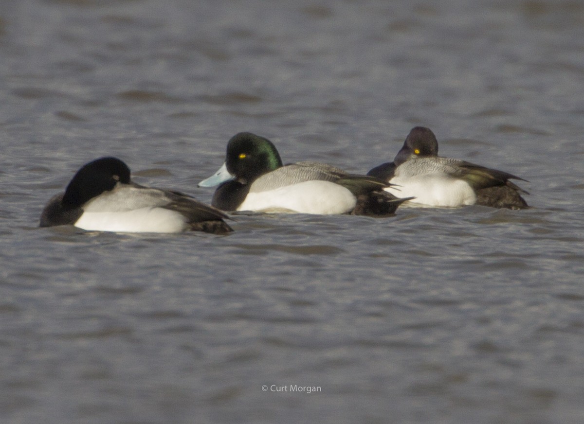 Greater Scaup - ML145700151