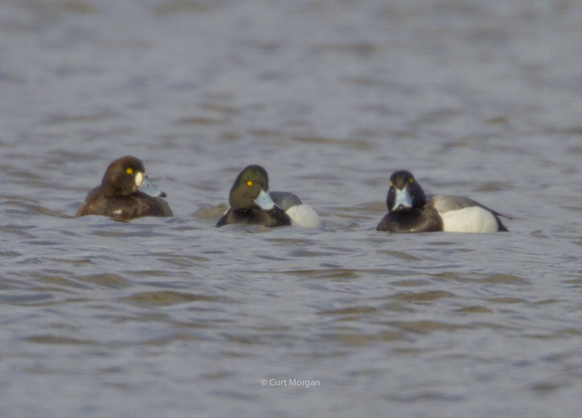 Greater Scaup - ML145700171