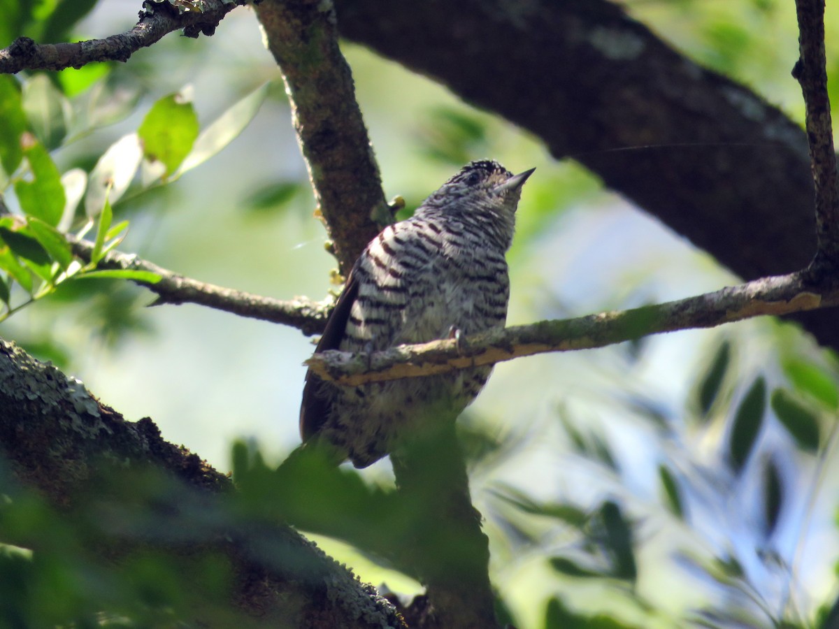 White-barred Piculet - ML145701801