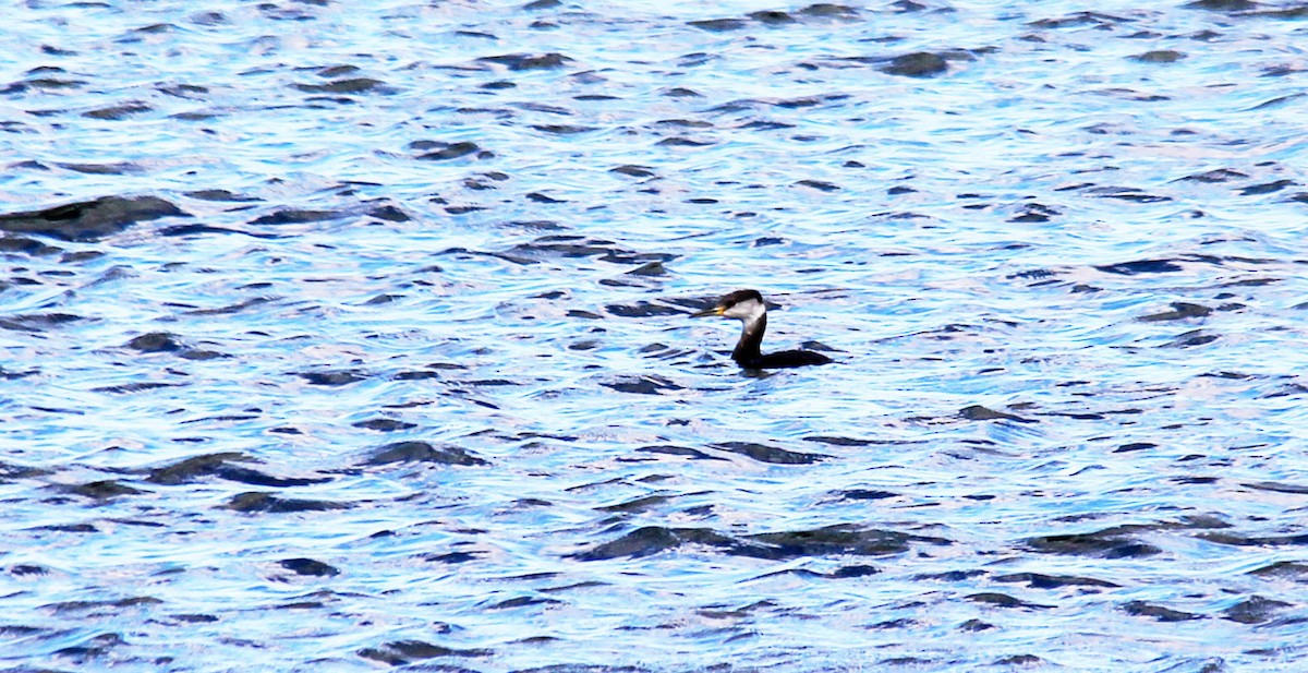 Red-necked Grebe - ML145703151