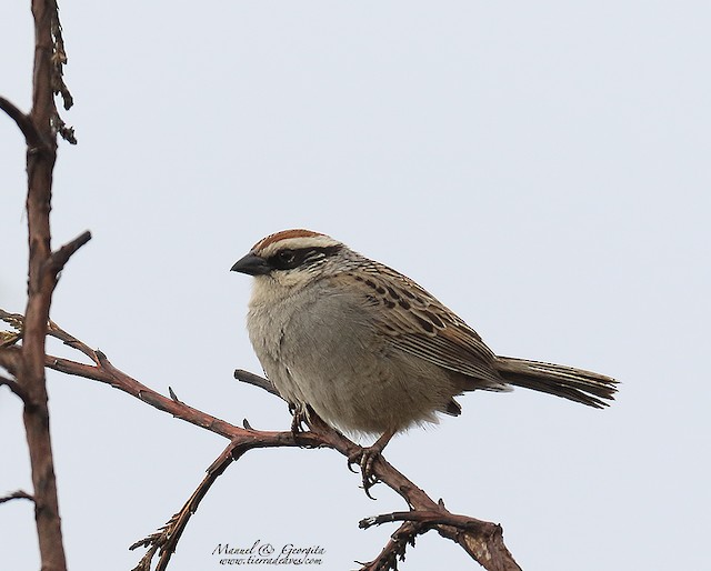 Adult photographed in “Las Maravillas” park, Mexico City. - Striped Sparrow - 