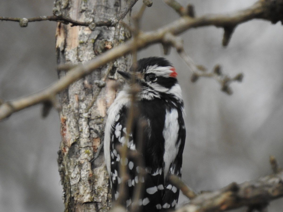 Downy Woodpecker - ML145705111