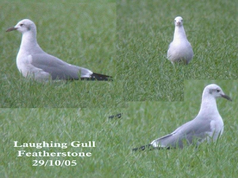 Laughing Gull - ML145705981