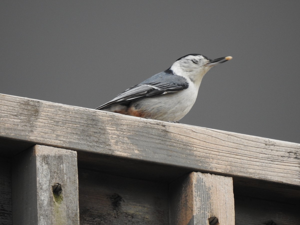 White-breasted Nuthatch - ML145707271