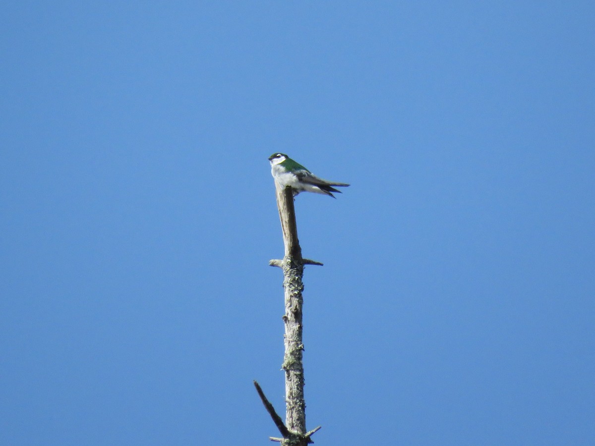 Violet-green Swallow - ML145707281