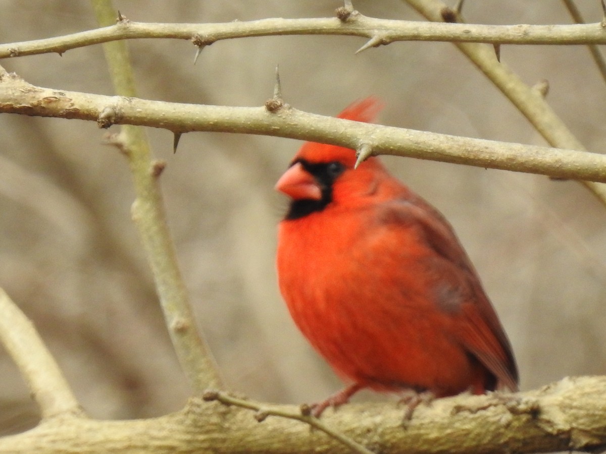 Cardinal rouge - ML145707931