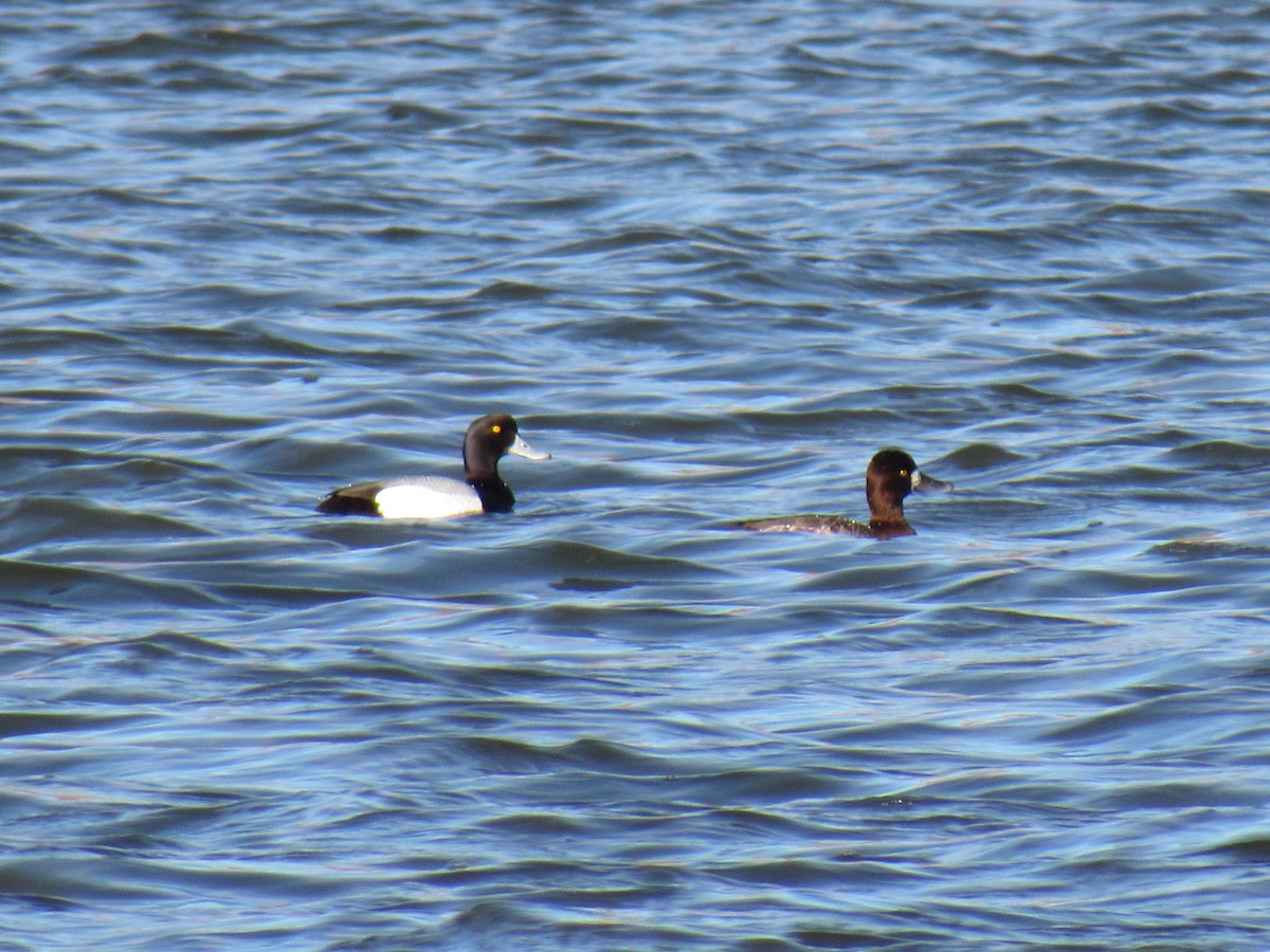 Greater Scaup - John Coyle