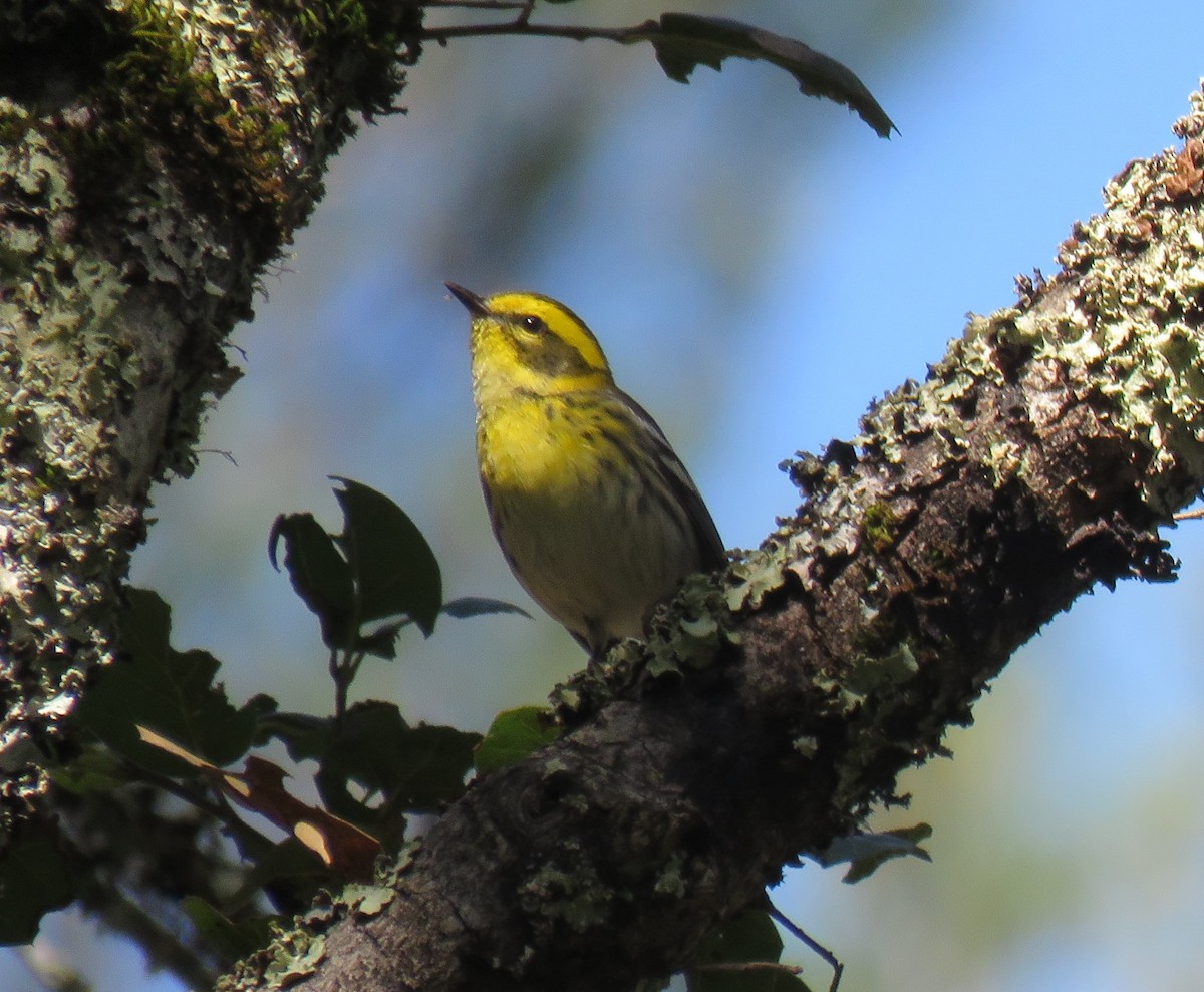 Townsend's Warbler - Chris O'Connell