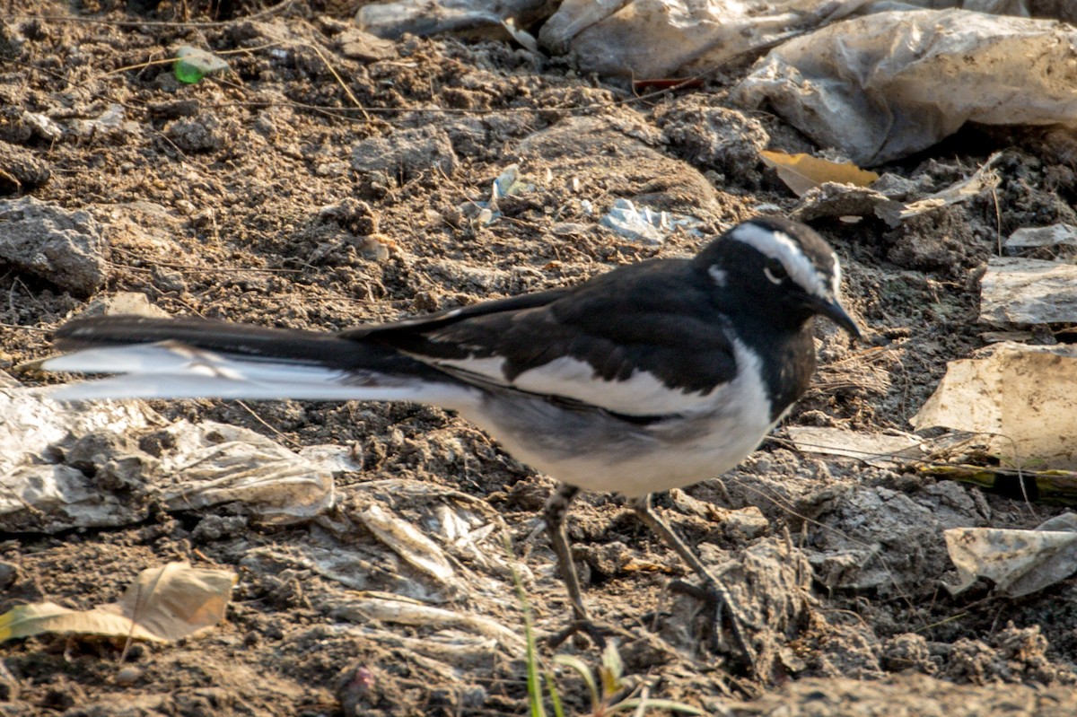 White-browed Wagtail - ML145714091