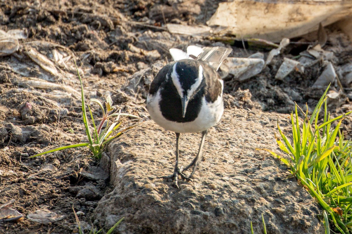 White-browed Wagtail - ML145714111