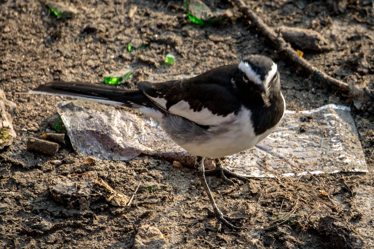 White-browed Wagtail - ML145714161