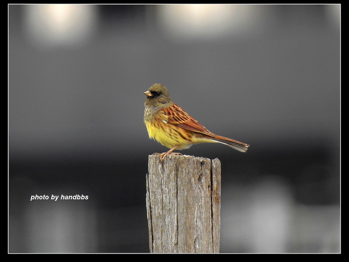 Black-faced/Masked Bunting - Anonymous