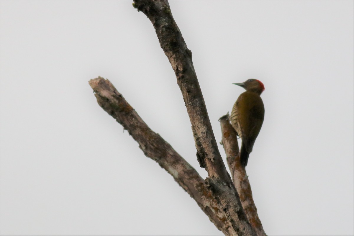 Rufous-winged Woodpecker - ML145723211
