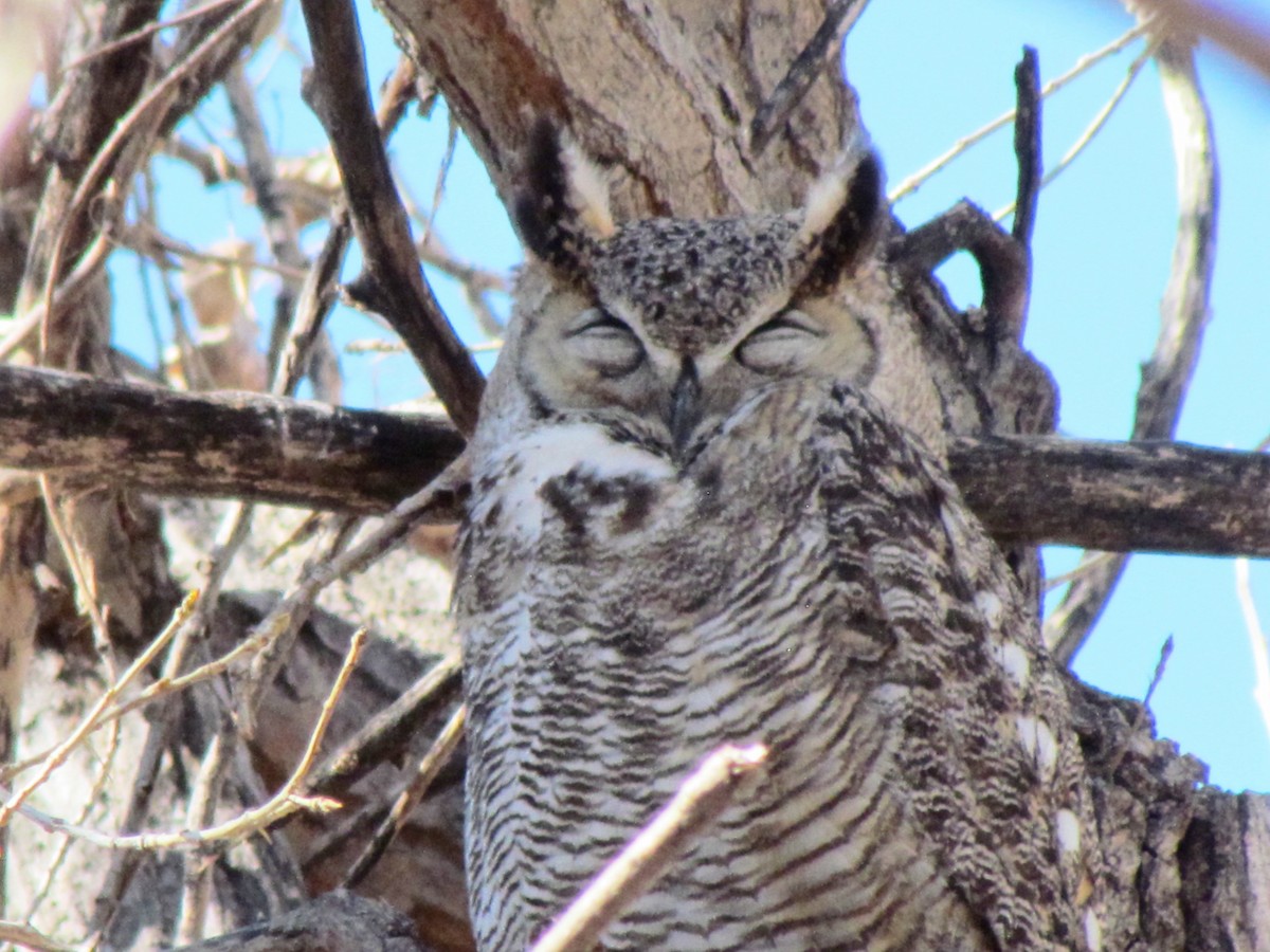 Great Horned Owl - ML145723481