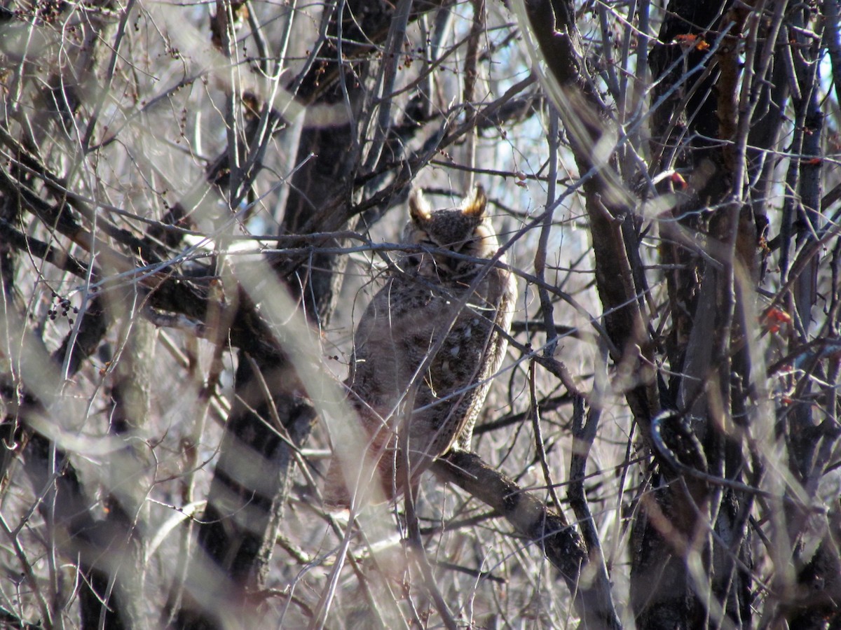 Great Horned Owl - ML145723581