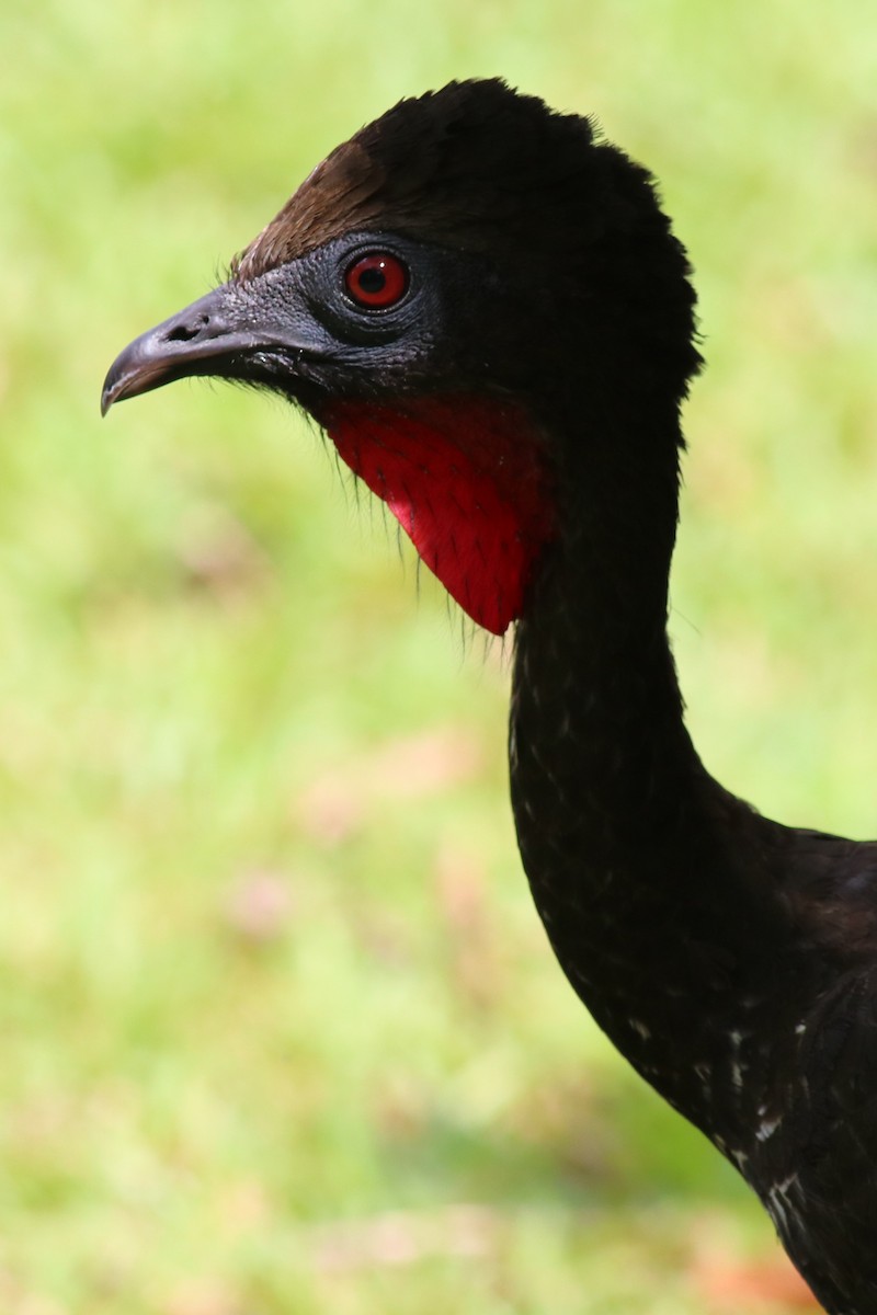 Crested Guan - ML145723691
