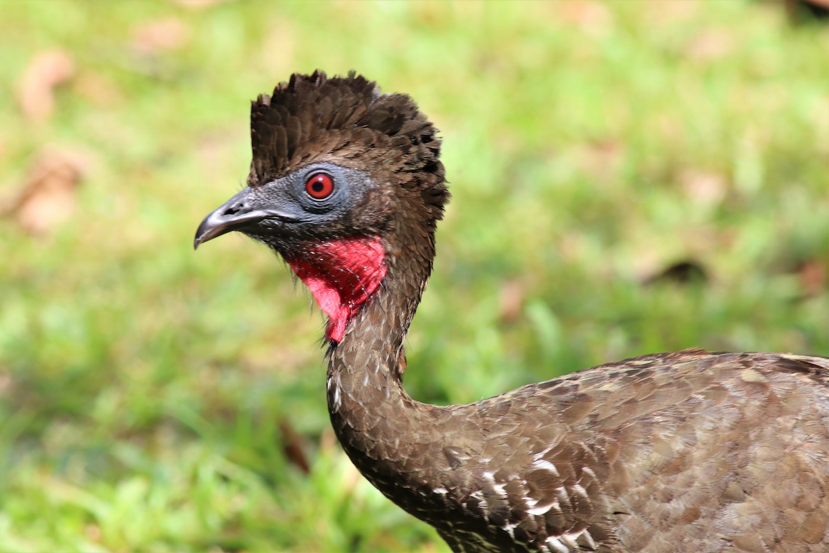 Crested Guan - ML145723791