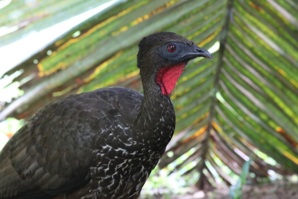 Crested Guan - ML145723851