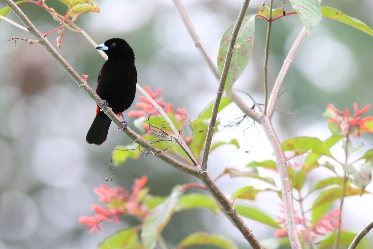 Scarlet-rumped Tanager - ML145724081