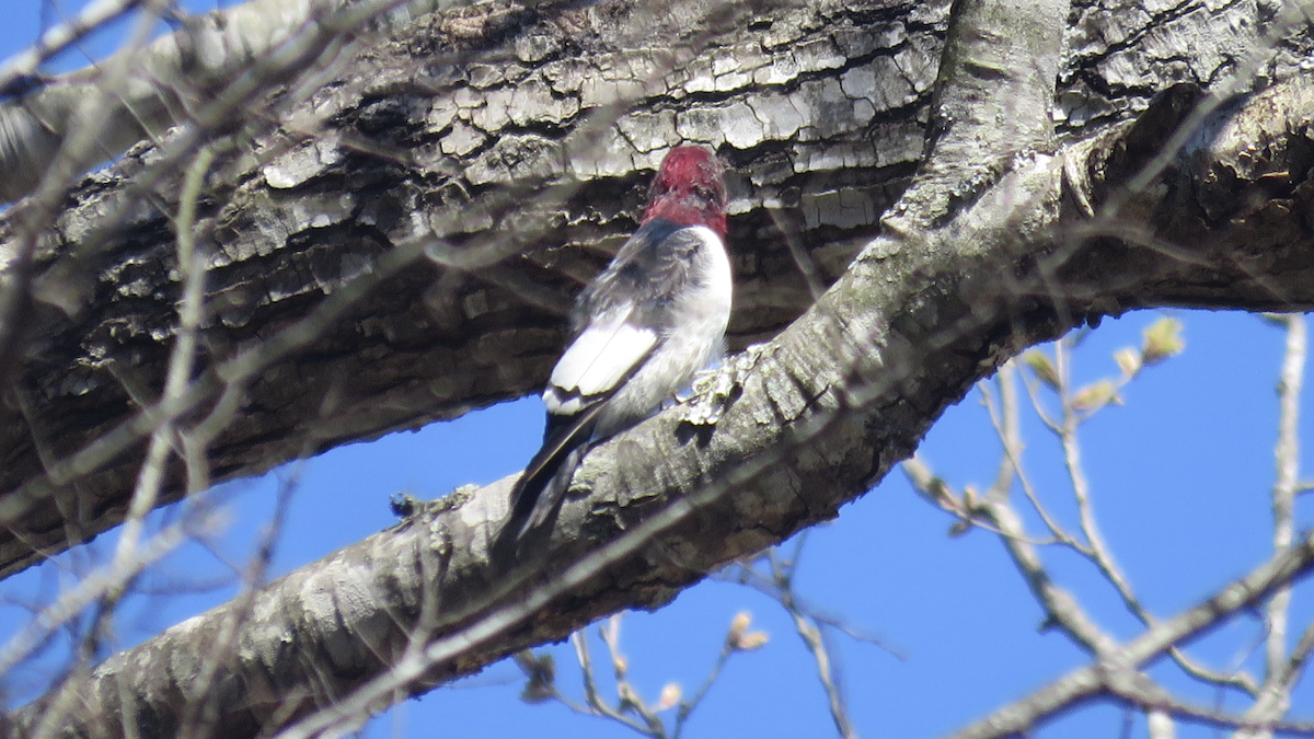Red-headed Woodpecker - Ruben  Stoll