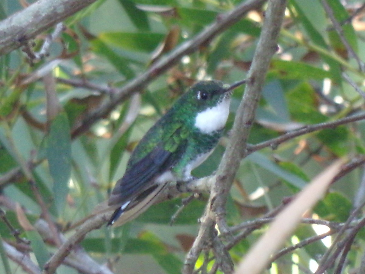 White-throated Hummingbird - Martin  Juarez