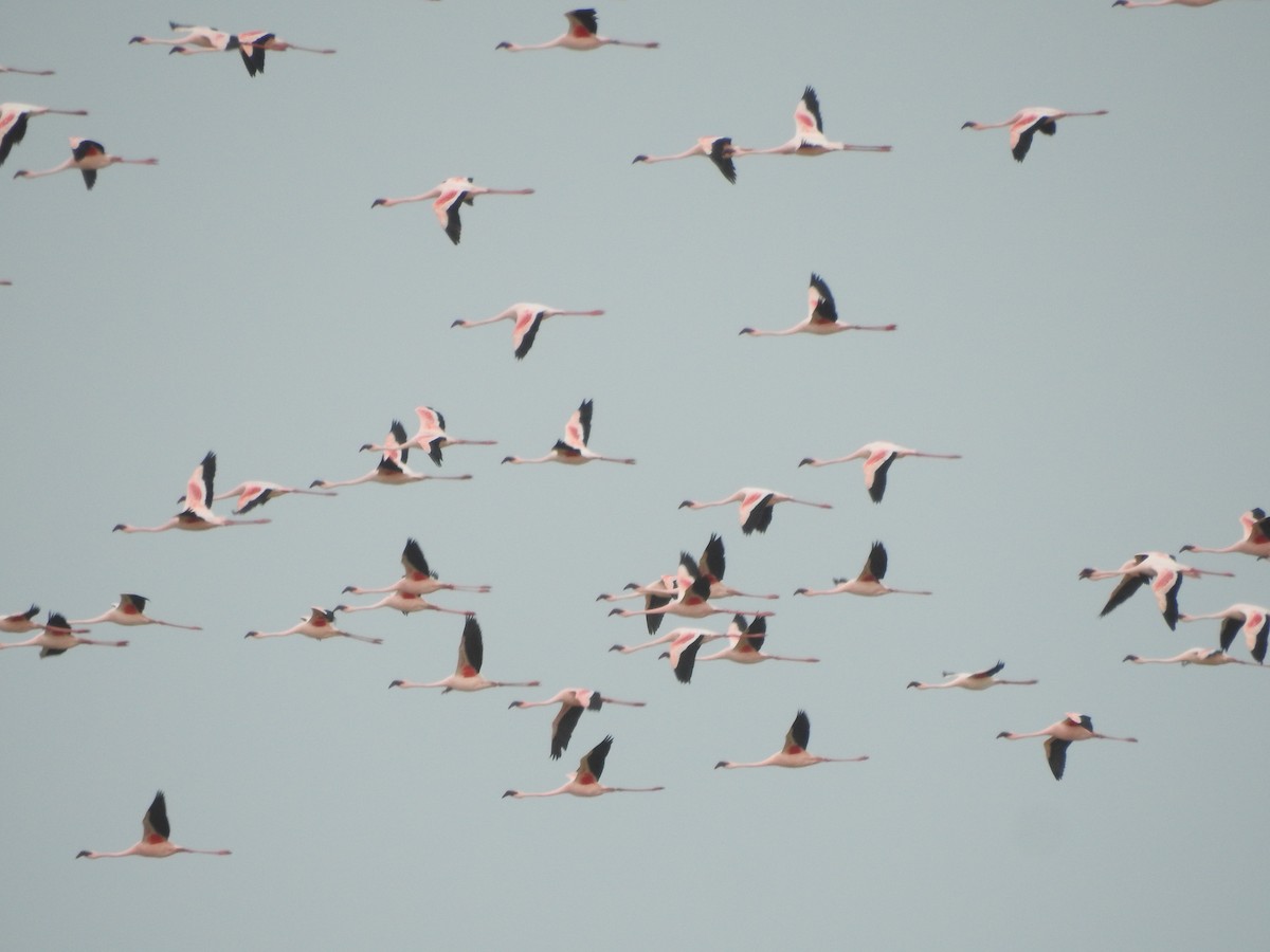 Lesser Flamingo - Judy Matsuoka