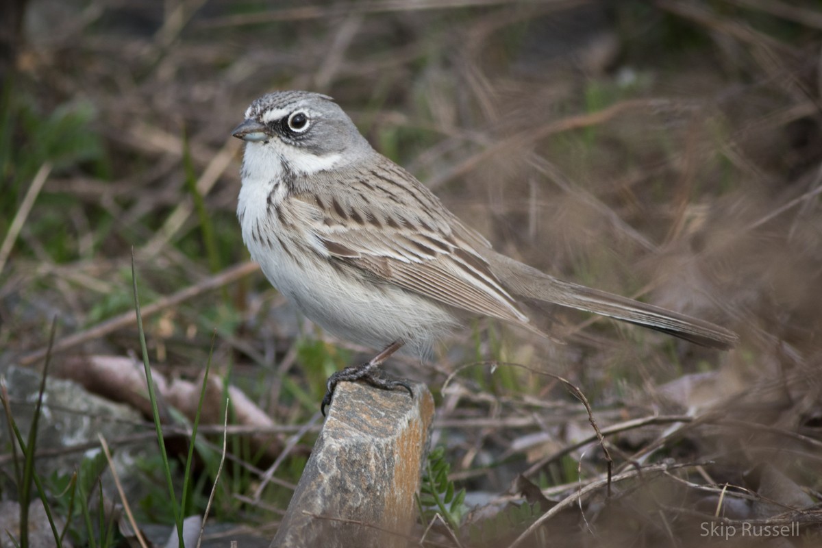Sagebrush Sparrow - Skip Russell