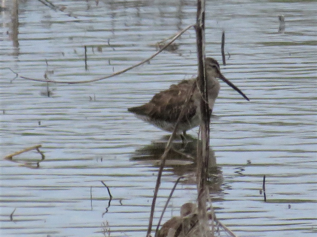 Long-billed Dowitcher - ML145733861