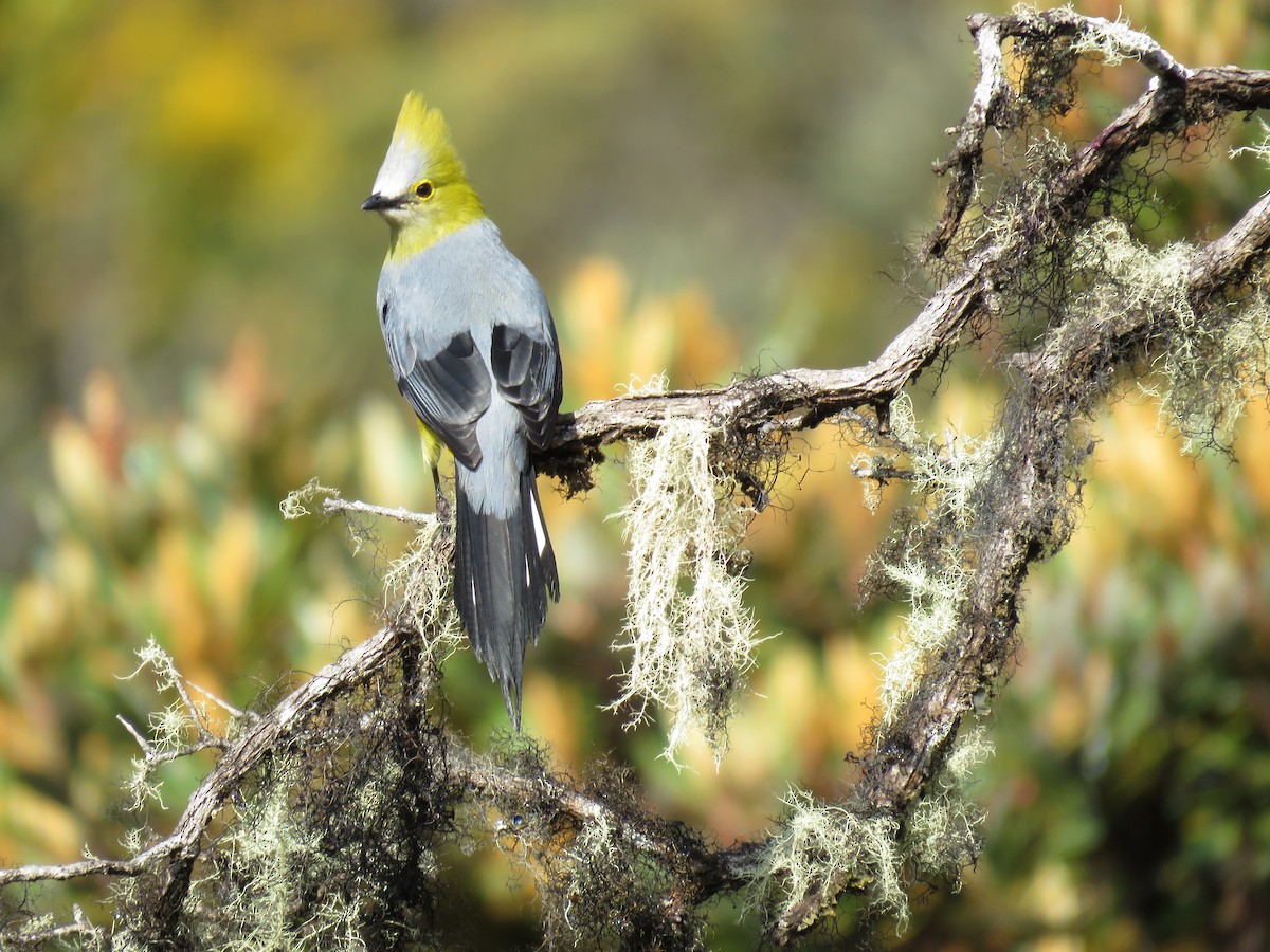 Long-tailed Silky-flycatcher - Howard Laidlaw