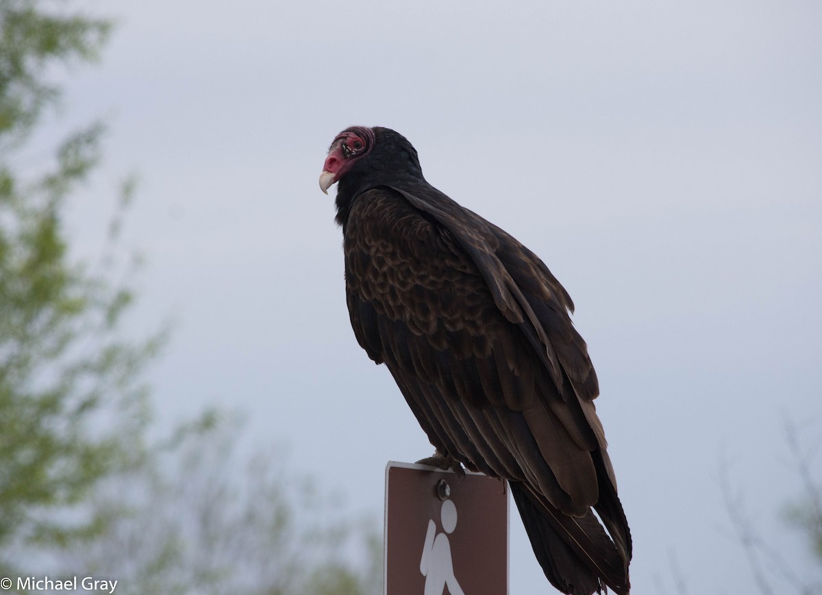 Turkey Vulture - ML145736361