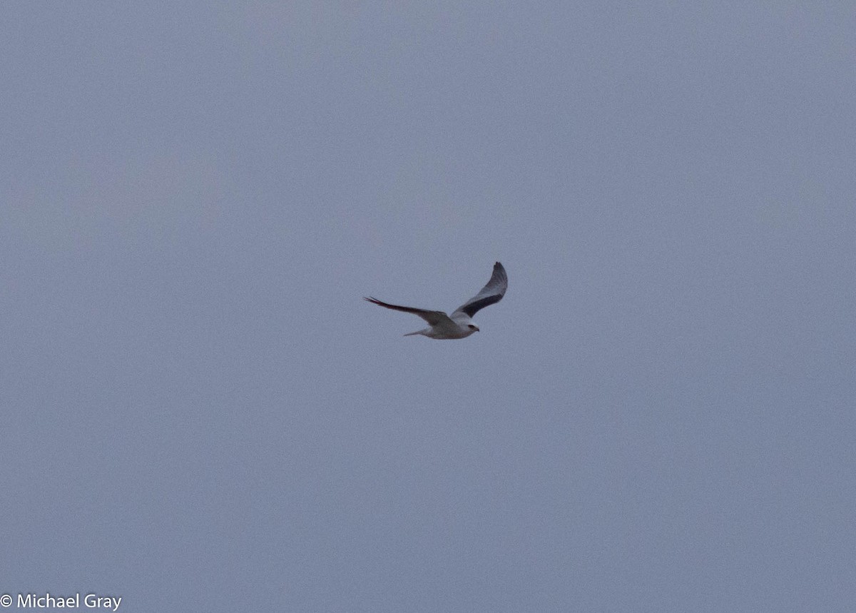 White-tailed Kite - Michael Gray