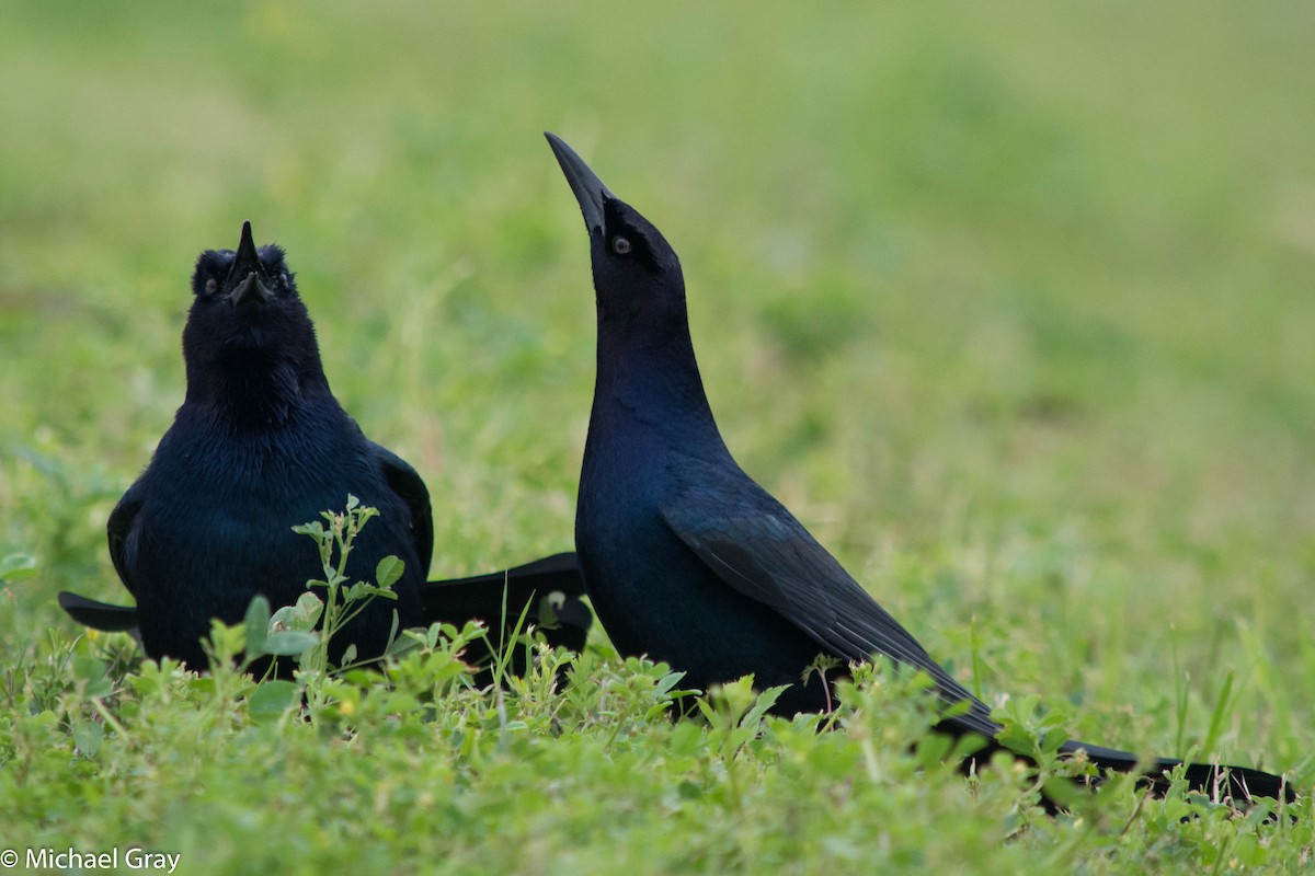 Boat-tailed Grackle - ML145736651