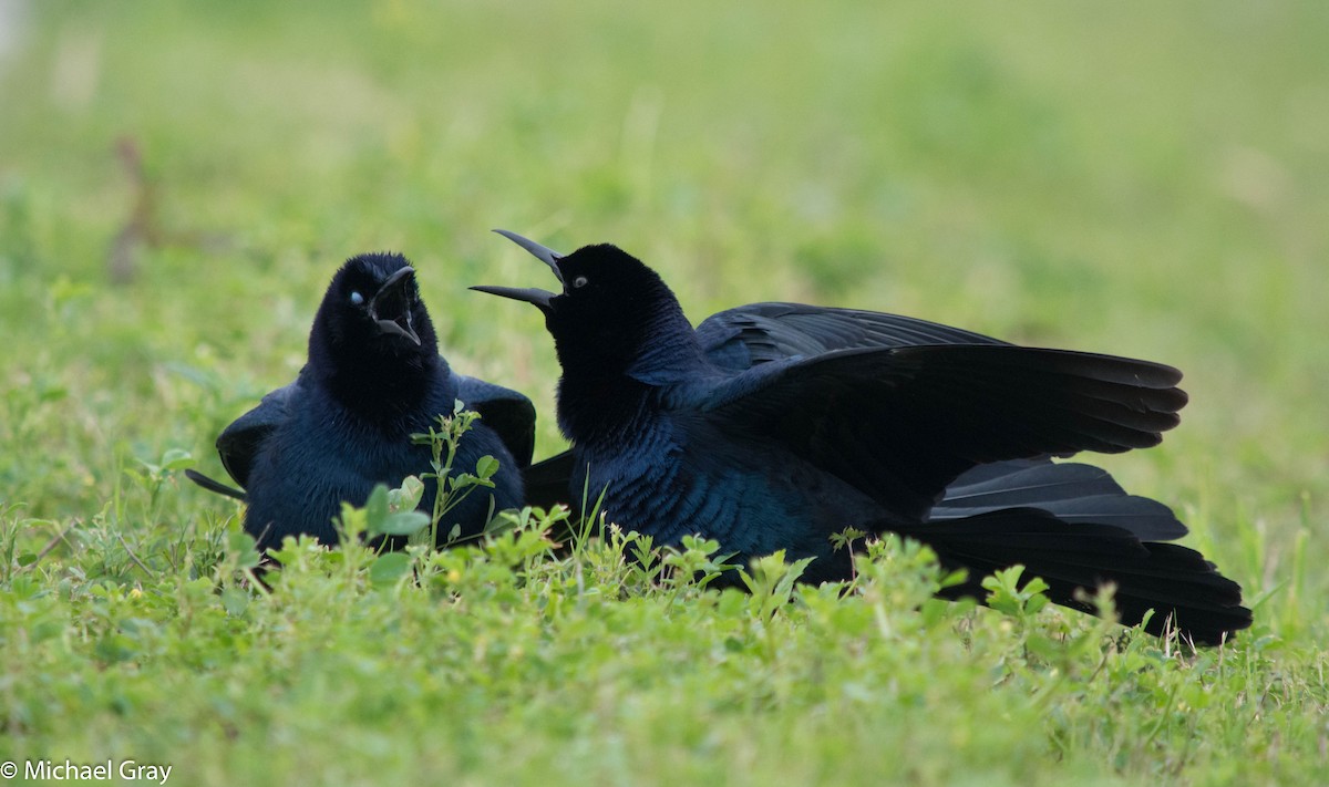 Boat-tailed Grackle - Michael Gray