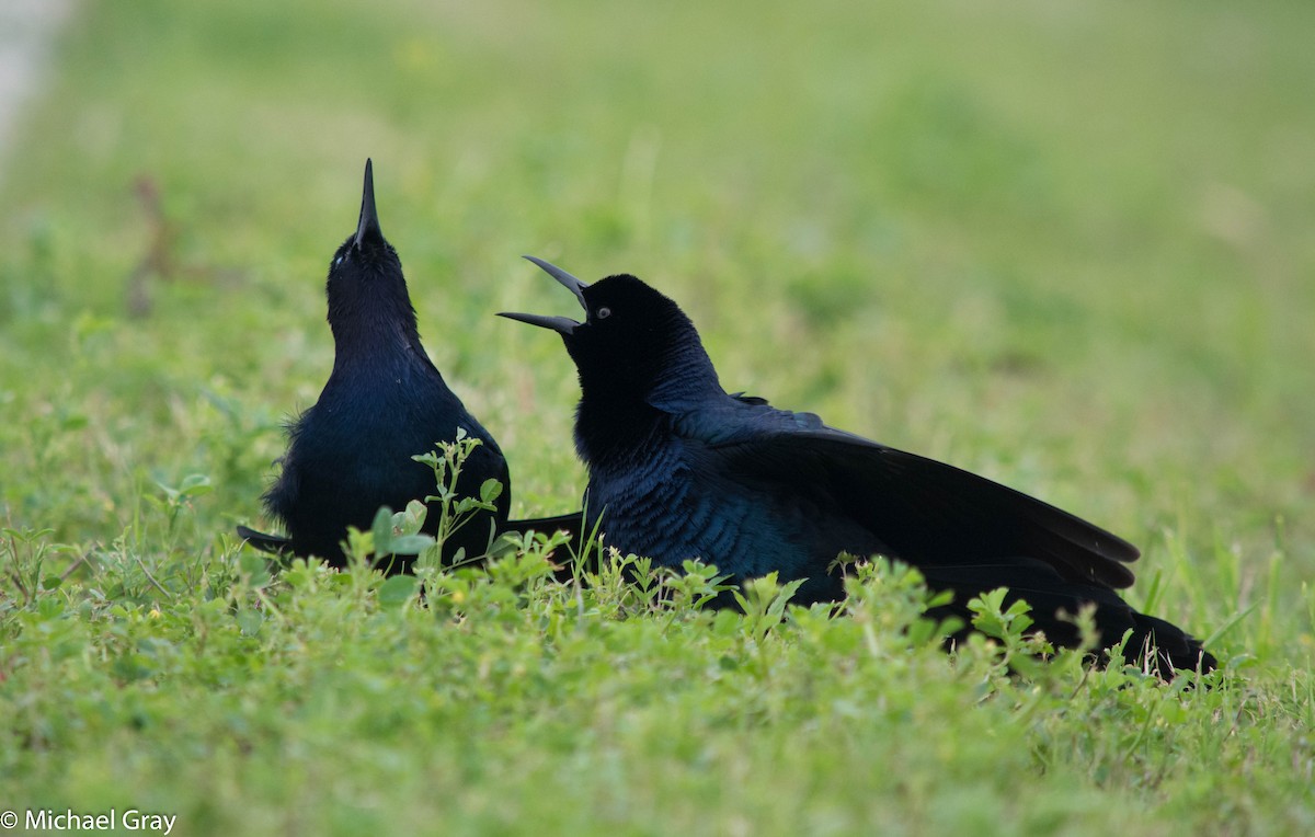Boat-tailed Grackle - ML145736691