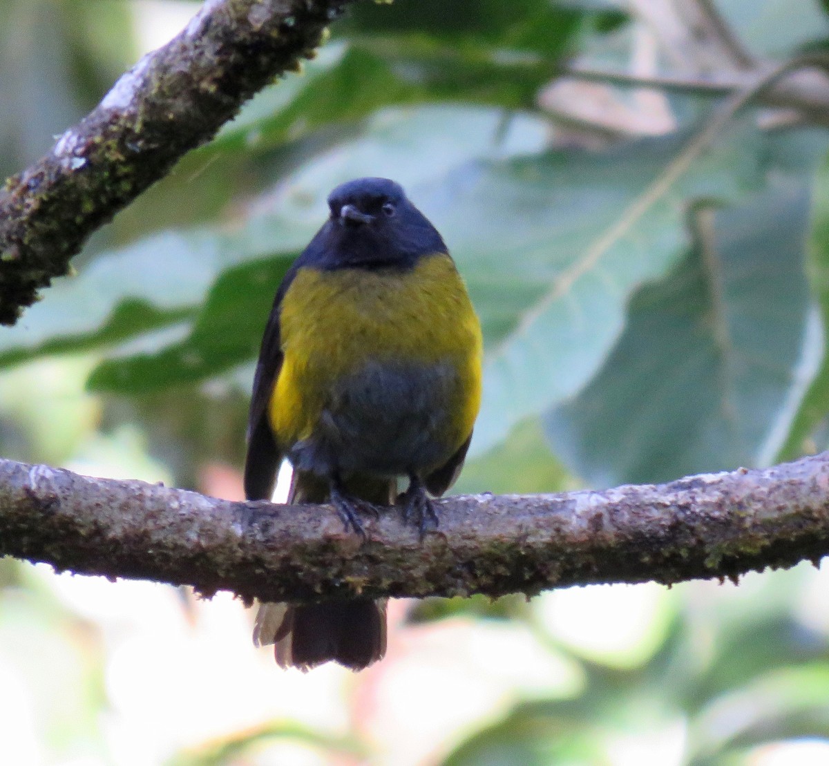 Black-and-yellow Silky-flycatcher - ML145736771