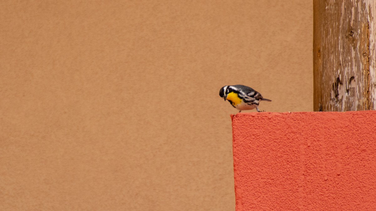 Yellow-throated Warbler - Jean-Sébastien Guénette